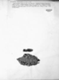 Caloplaca ferruginea image